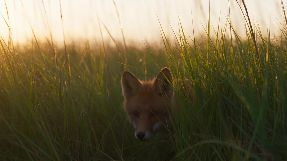 A red fox steps through sunlit grass.